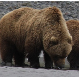 在Bearviewinginalaska Tours上近距离接触阿拉斯加雄伟的棕熊